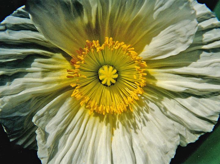 (07) wind poppy.jpg